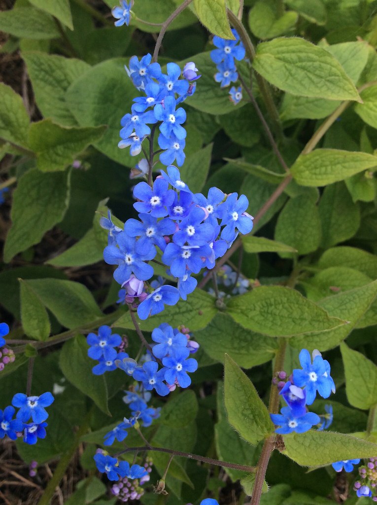 Perennial Brunnera macrophylla. Perfect plan… Flickr