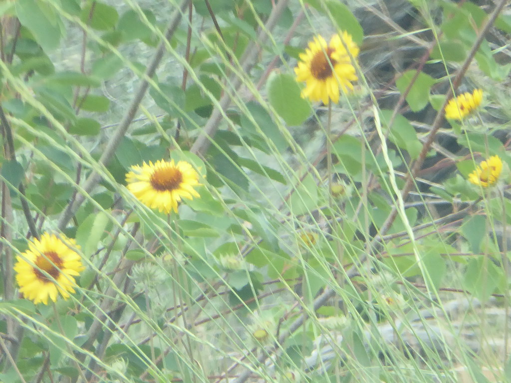 P1100374 Eastern Washington Wildflowers CouleeDam & LoneStar Flickr