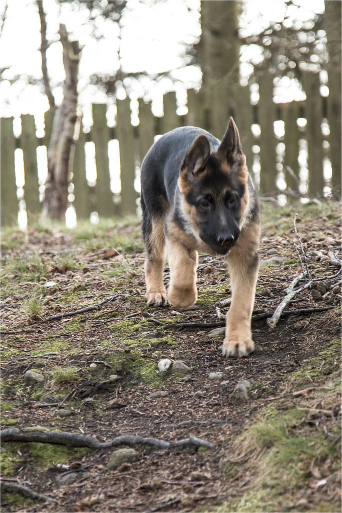 Dexter Denmore Park (12) Ian Cairns Flickr