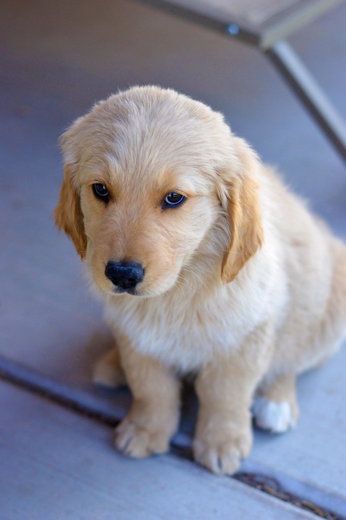 Golden Retriever Puppy A cute golden retriever puppy