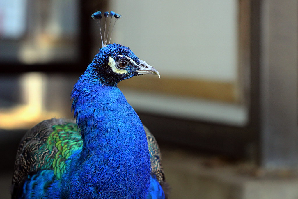 Captain Peacock. DC, Washington DC. Smithsonian National Z… Joseph