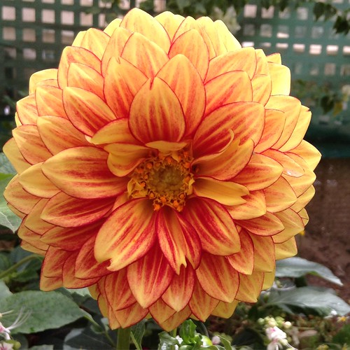 My garden in Kuwait Dahlia Samira Akil Zaman Flickr