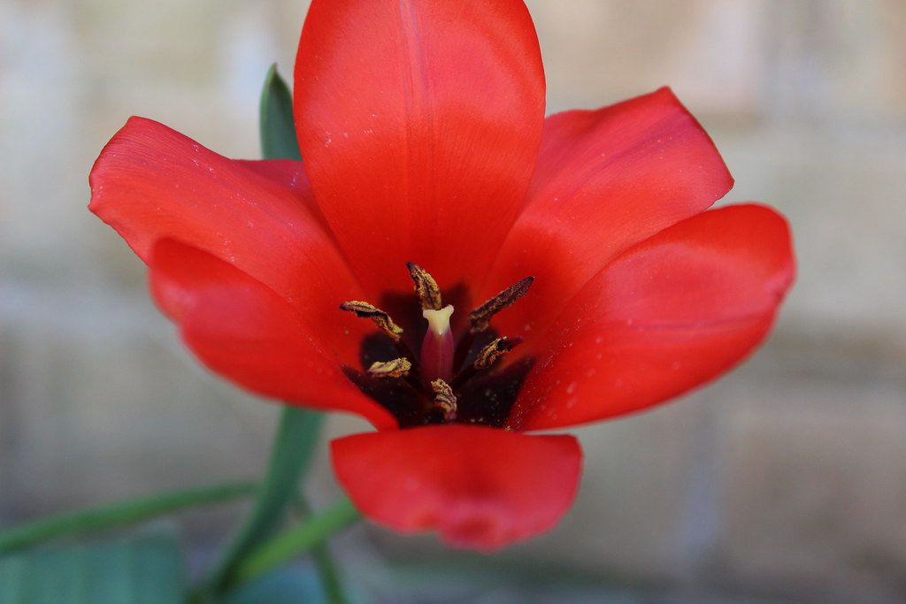 Tulip Westwood, Hadleigh sandy hayes Flickr
