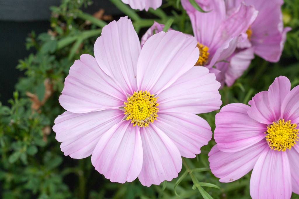 Cosmos Kent Wang Flickr