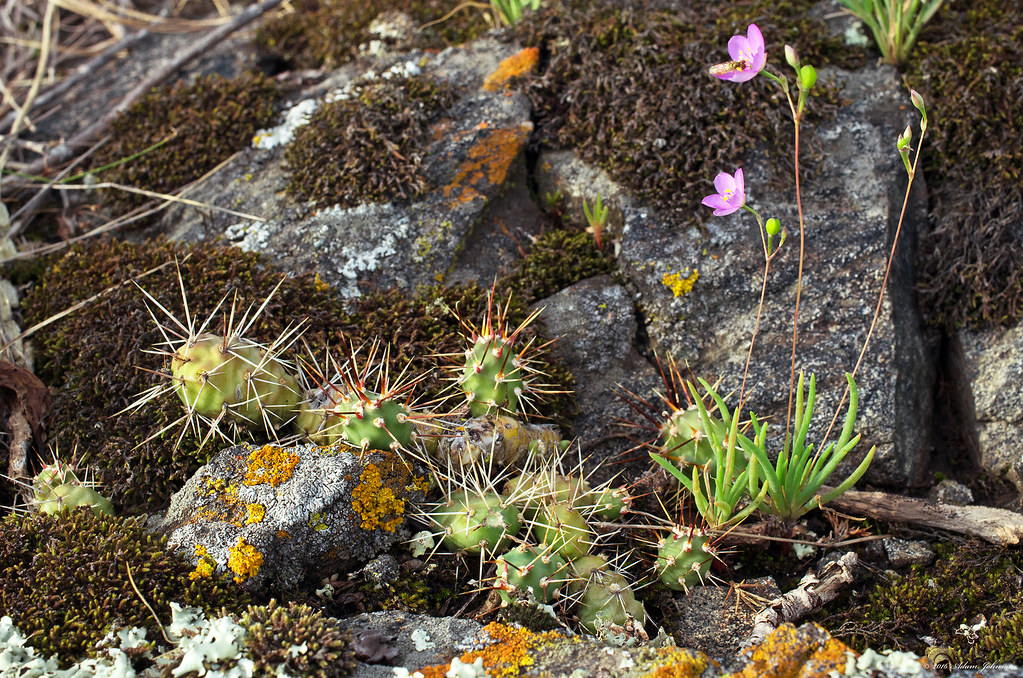 Gneiss Outcrops SNA Granite Falls, Minnesota Cactuses are … Flickr