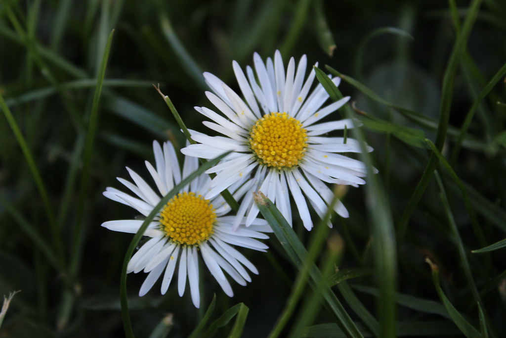 IMG_6255 Westwood, Hadleigh sandy hayes Flickr