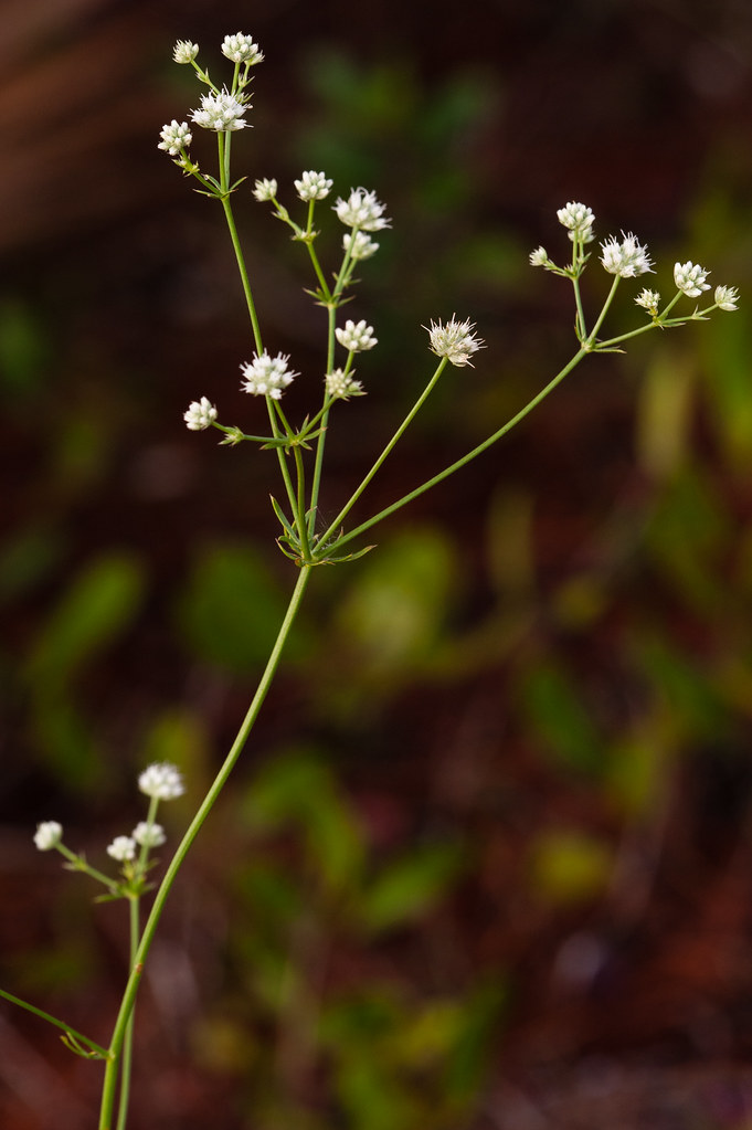 Eryngium cuneifolium (Wedgeleaf eryngo) A Federally and S… Flickr