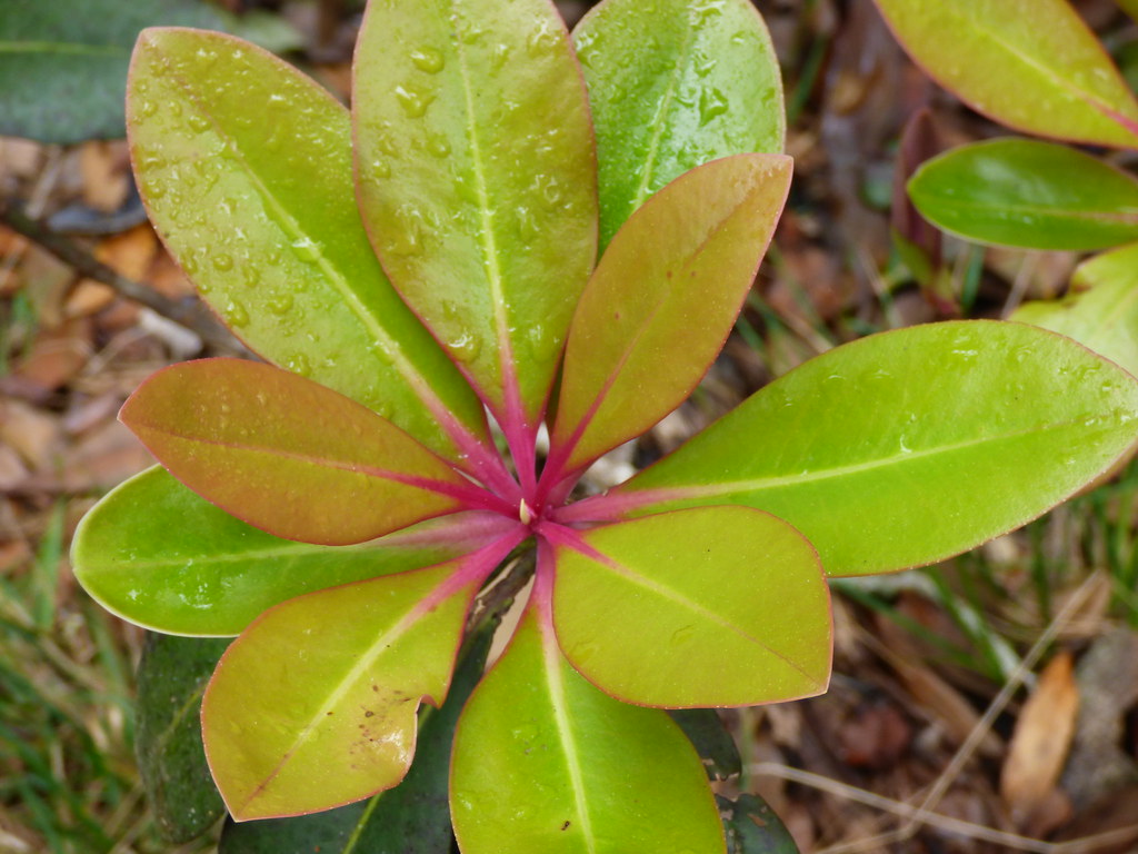 Kolea Lau Nui Bearcubs Flickr