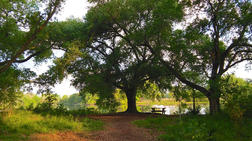 Couterie Forest, City Park, NOLA Van Remsen Flickr