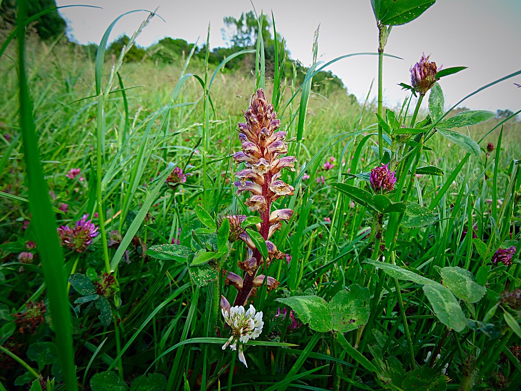 Clover Broomrape. Orabanche minor. Hill farm, Chesham. Clo… Flickr