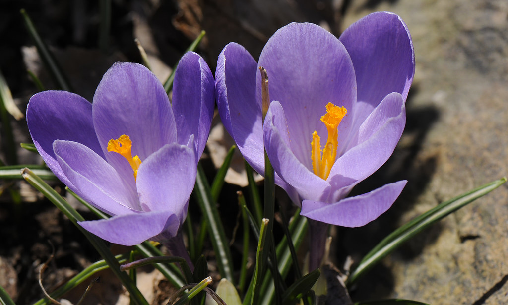 _EDR8297 twin flowers copy Eric Richard Flickr