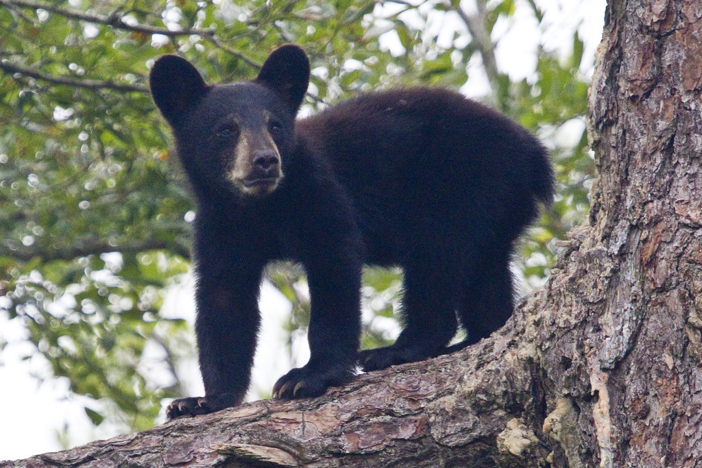 Black bear cub Black bears are at the top of their food ch… Flickr