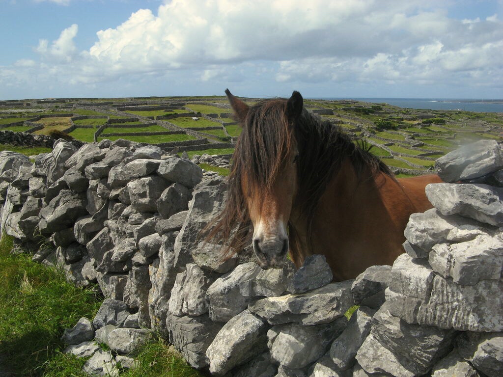 Irish Pony Irish pony in Ireland. Photo credit Tourism Ir… Flickr
