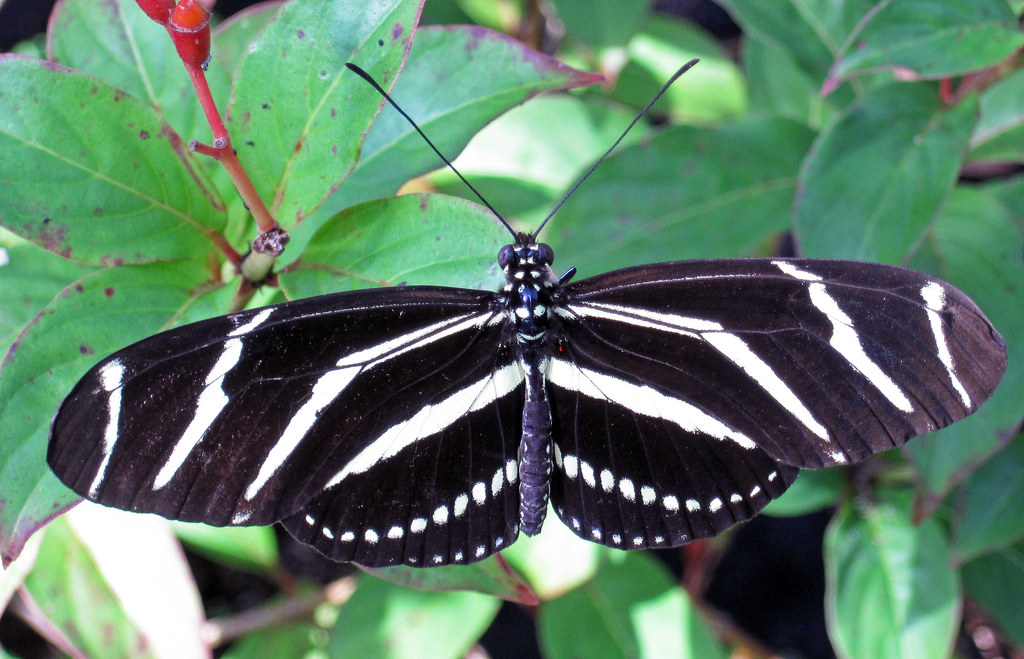 Heliconius charitonius (zebra longwing butterfly) (Florida… Flickr