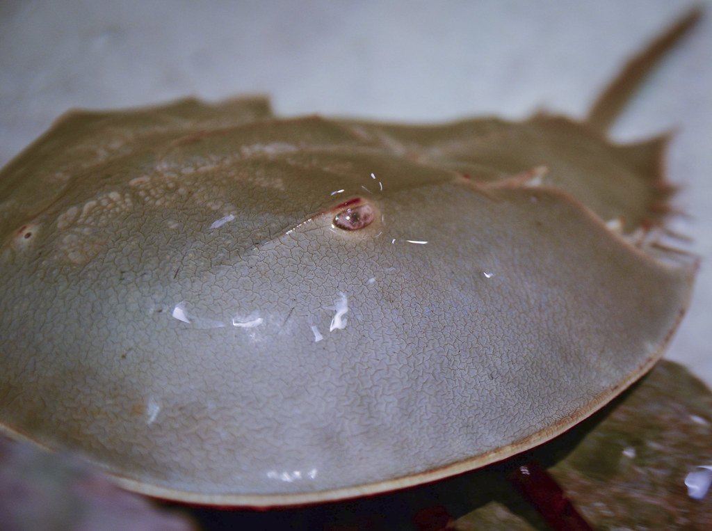 horseshoe2 NC Aquarium Pine Knoll Shores Flickr