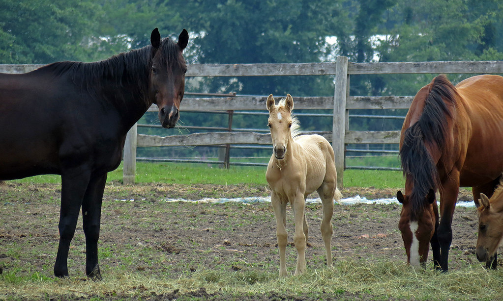 Horses Some pictures from a visit to a horse farm in Ohio.… Flickr