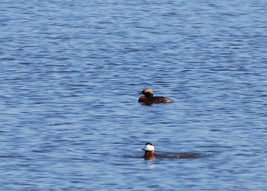 Horned Grebe and Ruddy duck Putnam's Point Park, near Moor… Flickr