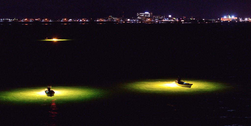 Glass eel fishing1 Glass eel fishing、Tokushima pref. シラスウ… Flickr