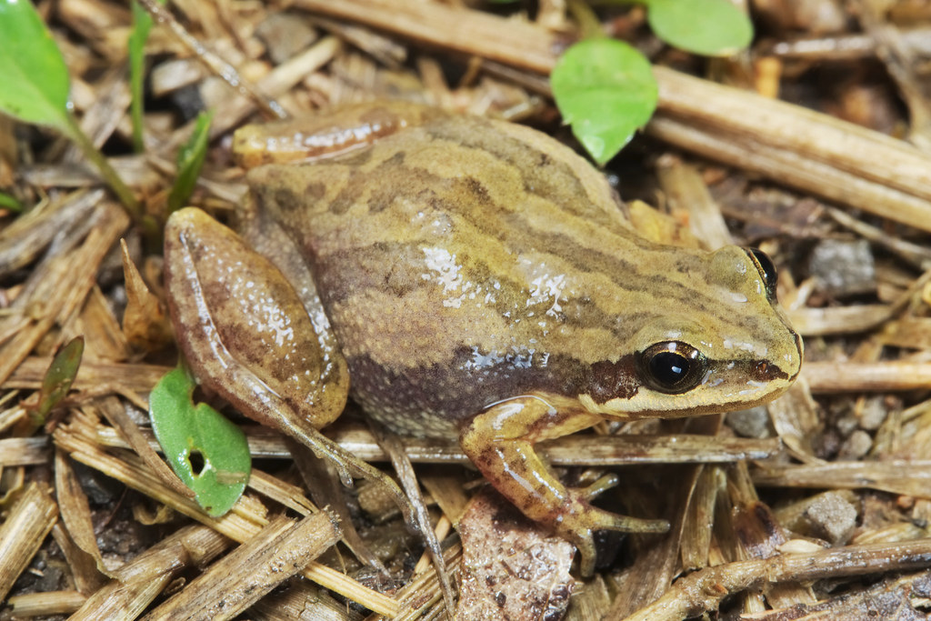 Cajun Chorus Frog Near Paris, Logan County, Arkansas, USA Kory