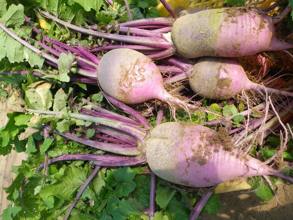 Japanese radish This kind of radish is very hot and good w… Flickr