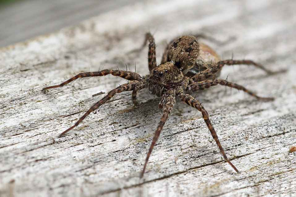 Wolf spider with egg sac 2 Wolf spider with egg sac. Natu… Flickr