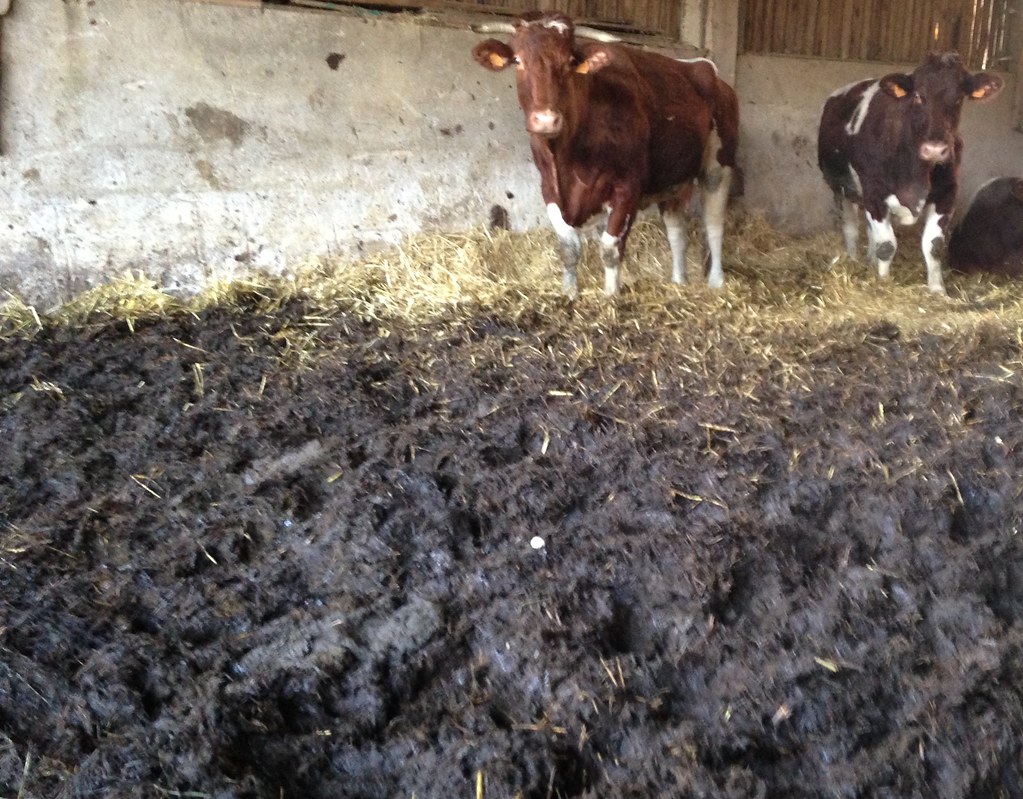 In the barn ; I need rubber boots in this deep manure a photo on Flickriver