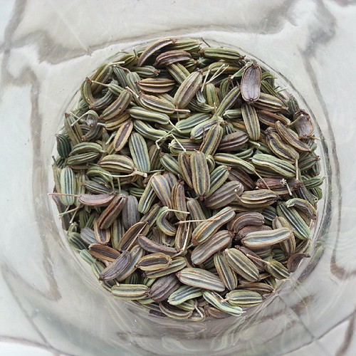 Fennel seed harvest! debjam Flickr