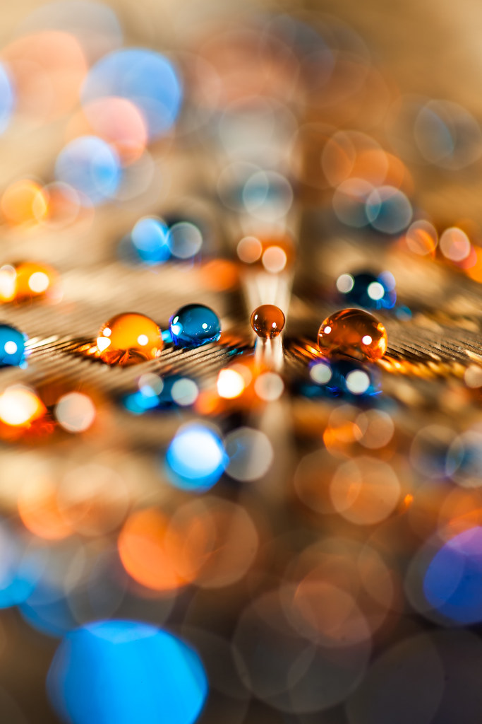 Beads of a Feather Colored beads of water on a turkey feat… Aaron A