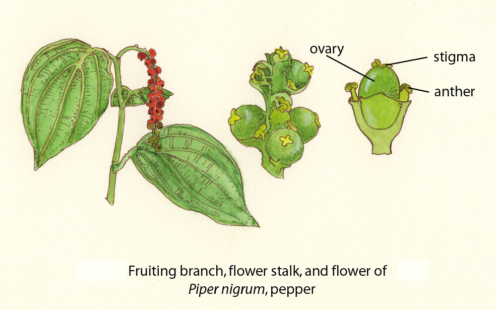 Pepper ©FAO/Guida Joseph Floral diagrams of pollinator dep… Flickr