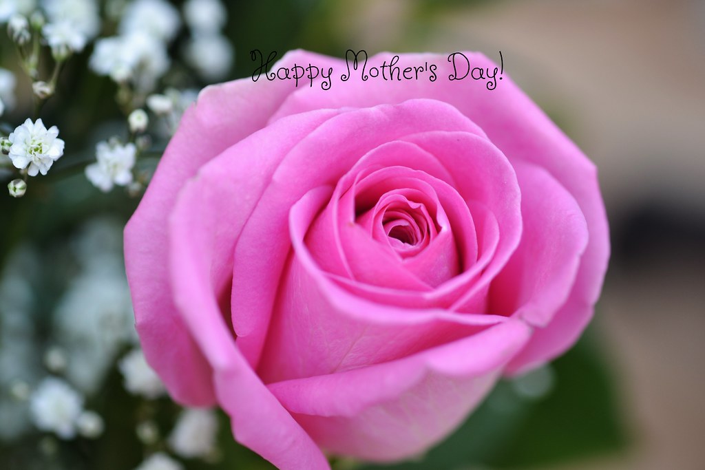 Mother's Day Rose. Flowers for Mother's Day from my lovely… Flickr