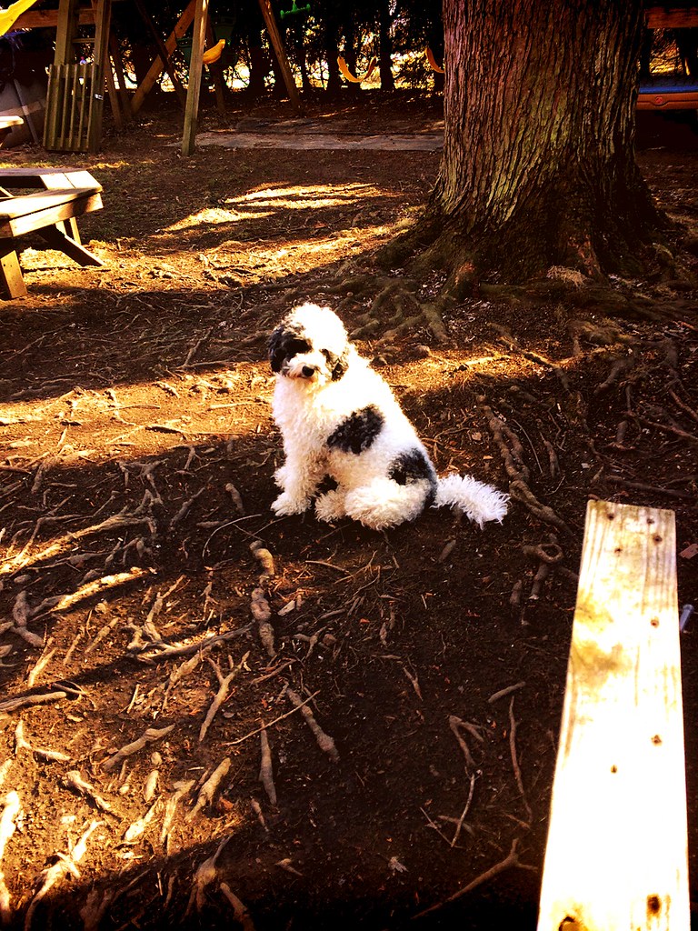 white dog, muddy yard holly27berry Flickr