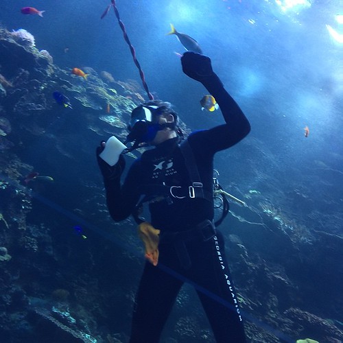 aquarium job. diving atlanta Flickr
