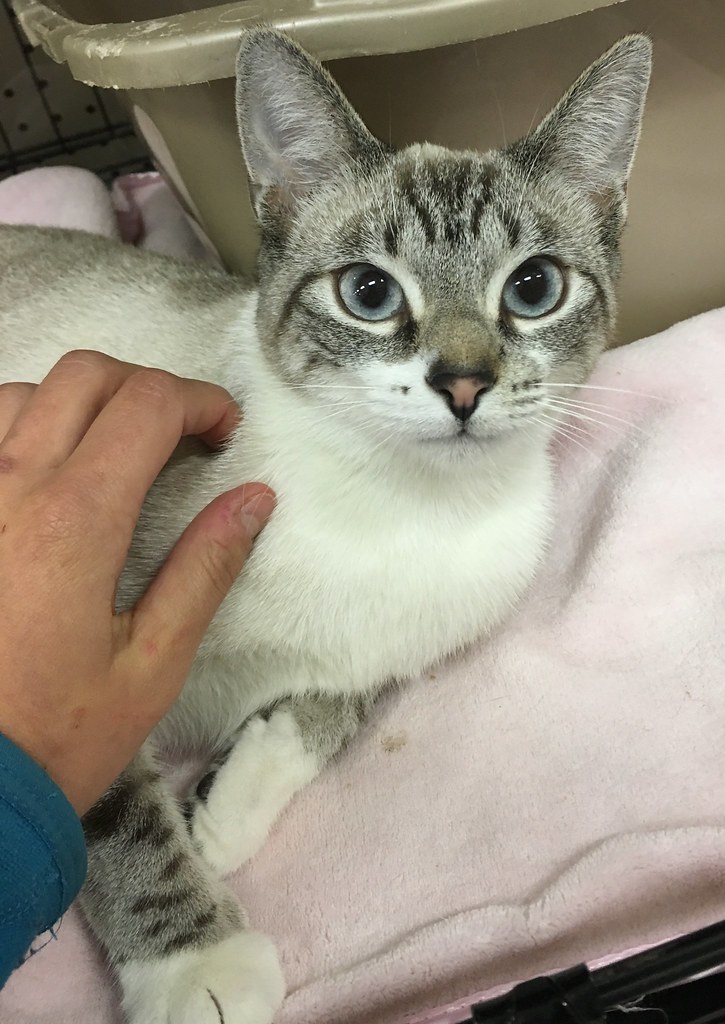 Anderson Valley Animal Rescue Flickr