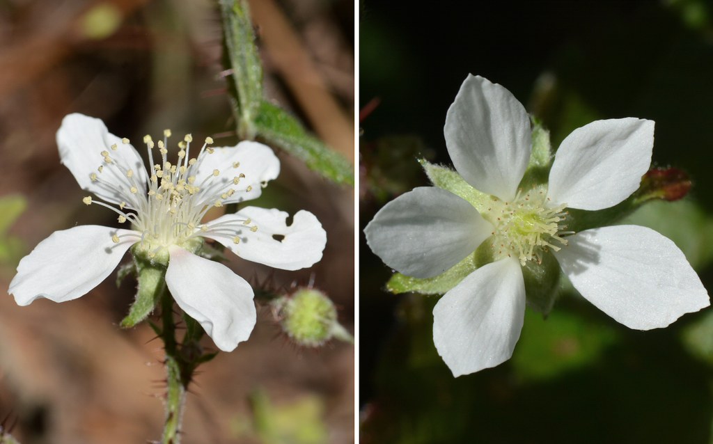 Staminate and pistillate flowers of Wild Blackberry (Rubus… Flickr