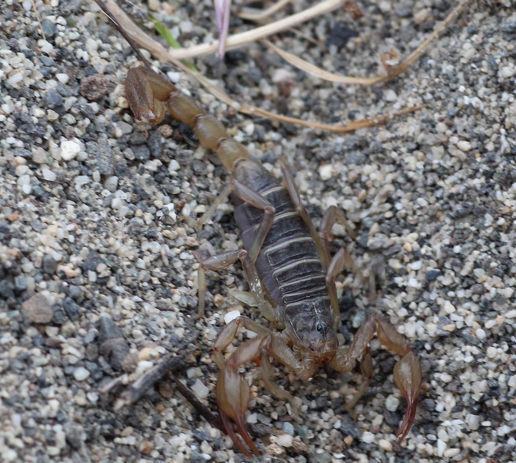 Northern Scorpion Vejovis (Paruroctonus) boreus, Kittitas … Flickr