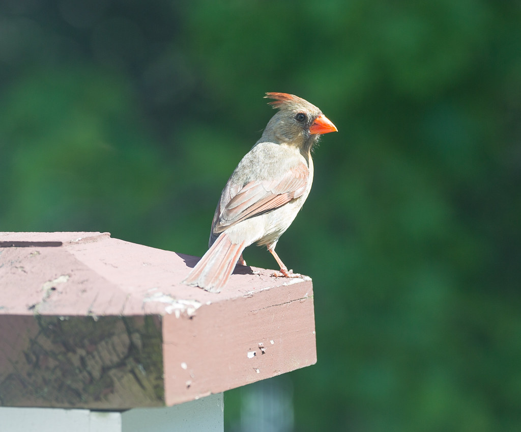 Another cardinal (female) on my porch Carmela Quintana Flickr