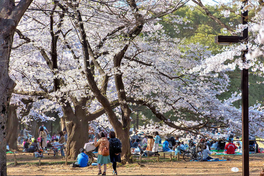 Cherry Blossoms at Yoyogi Park 2015 Flickr