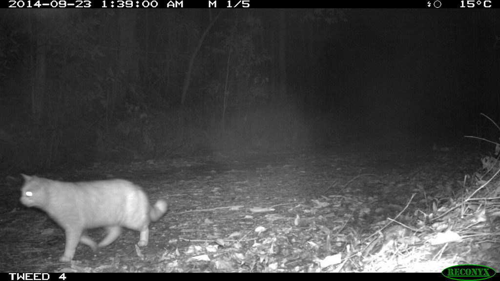 dog control 2 domestic cat detected during dog monitoring … Flickr