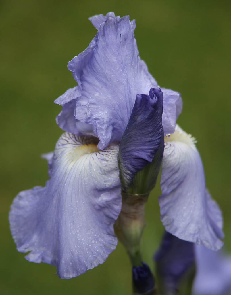 blue Iris seen in a garden in York Rick Ligthelm Flickr