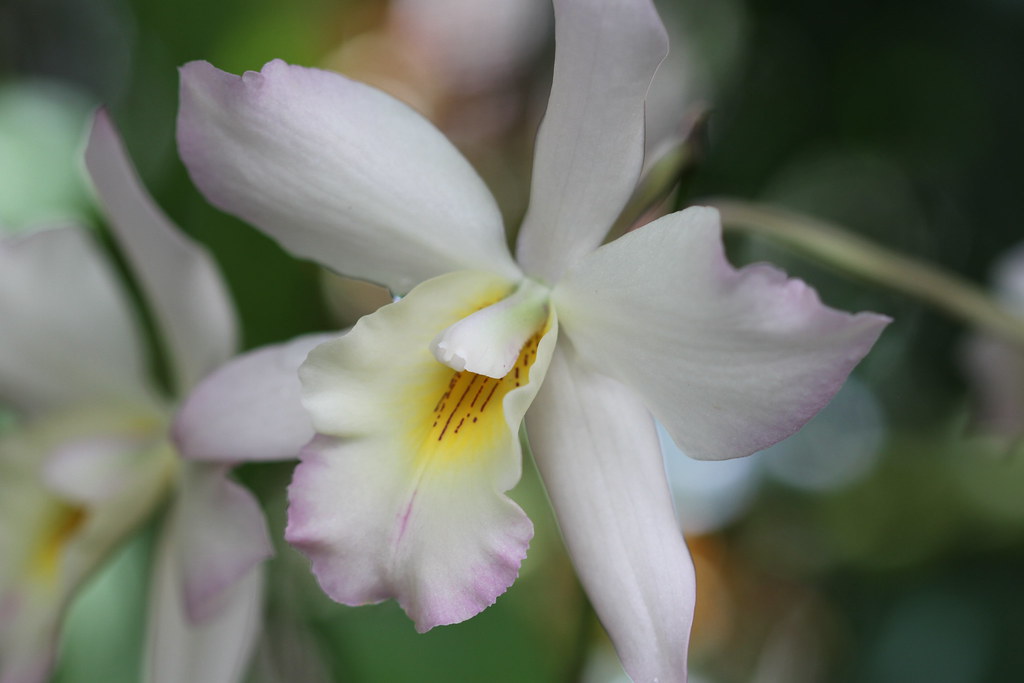 Orchid Hervey Bay Jackie Comer Flickr