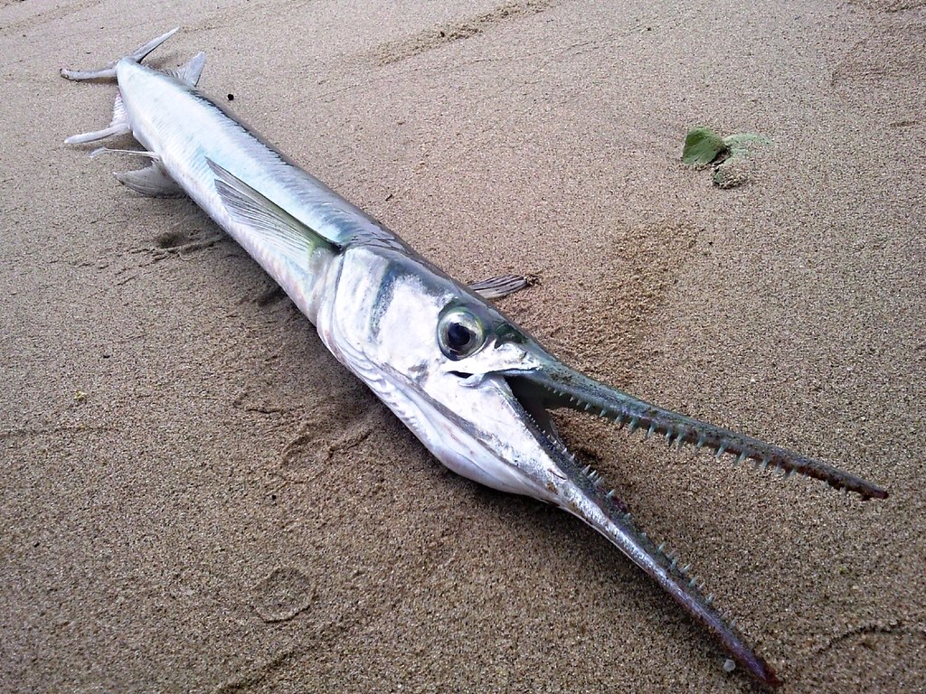 Hound Needlefish, Singapore A Green Skeleton (Closeup) … Flickr