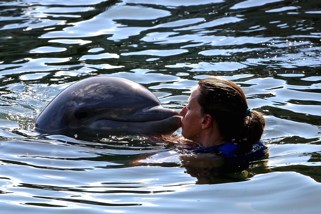 Swimming with dolphins Cancun, Quintana Roo, Mexico by Jul… Flickr
