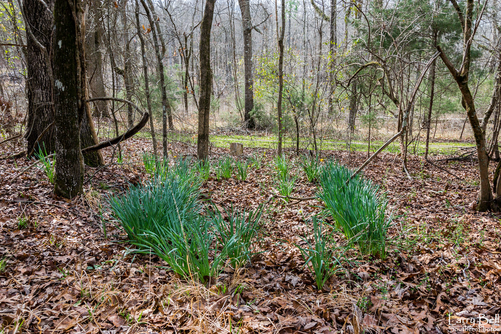 Elevation of Star Ln, Boligee, AL, USA Topographic Map Altitude Map