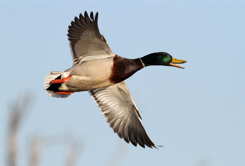 Anas platyrhynchos ♂ (Mallard) Spencer Island Park, North … Flickr