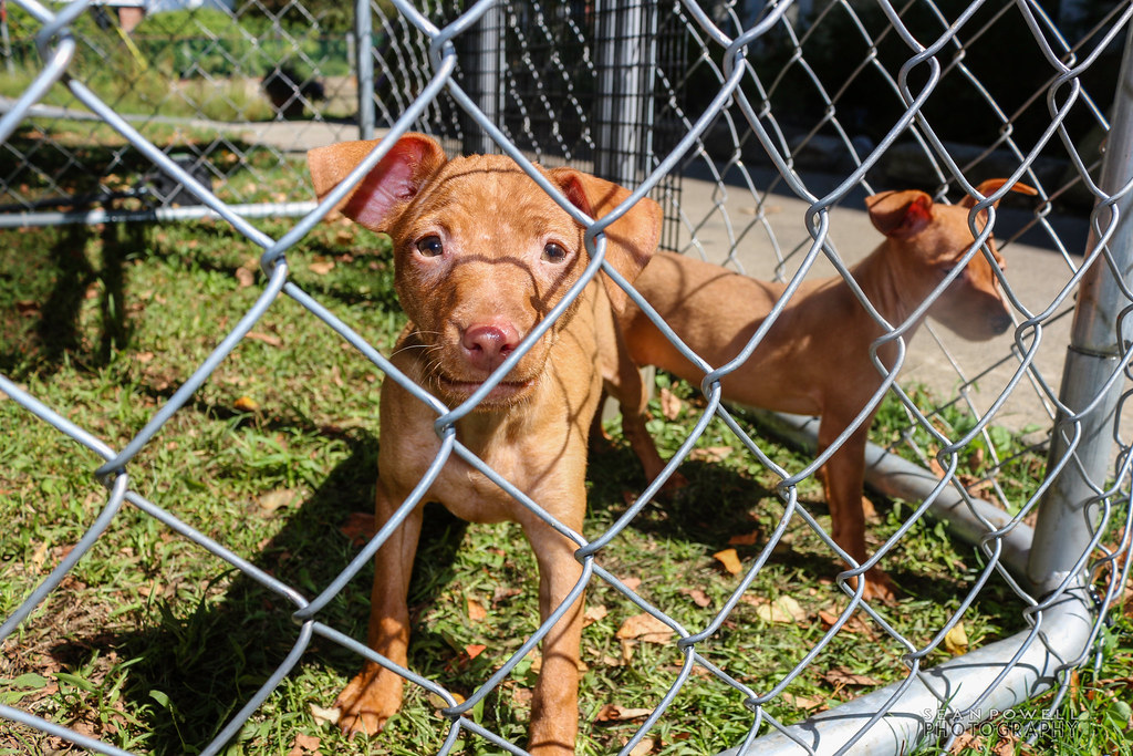 IMG_8365 Steve's Pet Shoppe Lebanon Pet Flickr