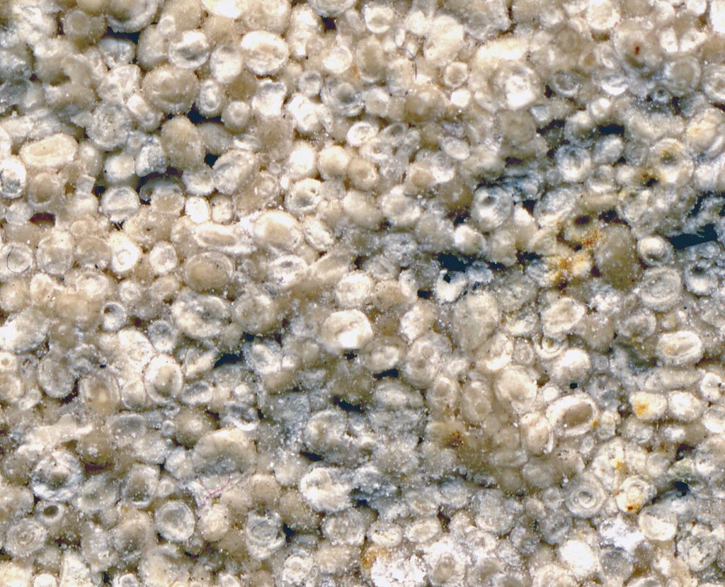 Oolitic limestone 2 Sedimentary rocks form by the solidifi… Flickr