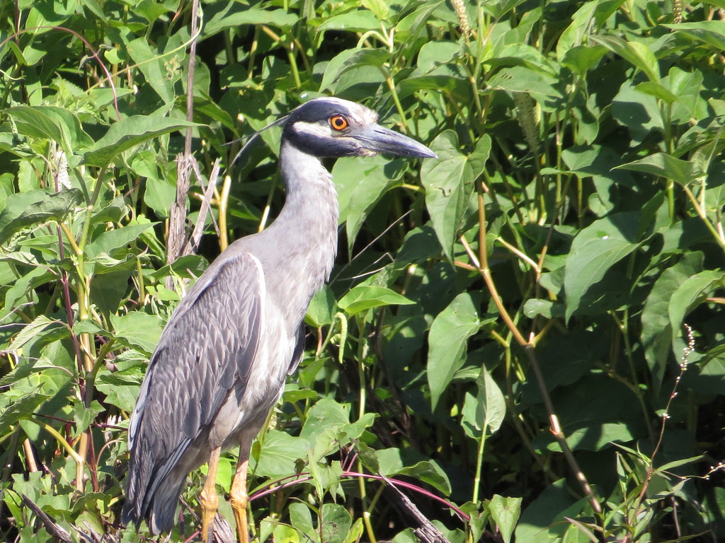 IMG_3254 Yellow Crowned Night Heron Bayou Savage NOLA 5/7/… Flickr