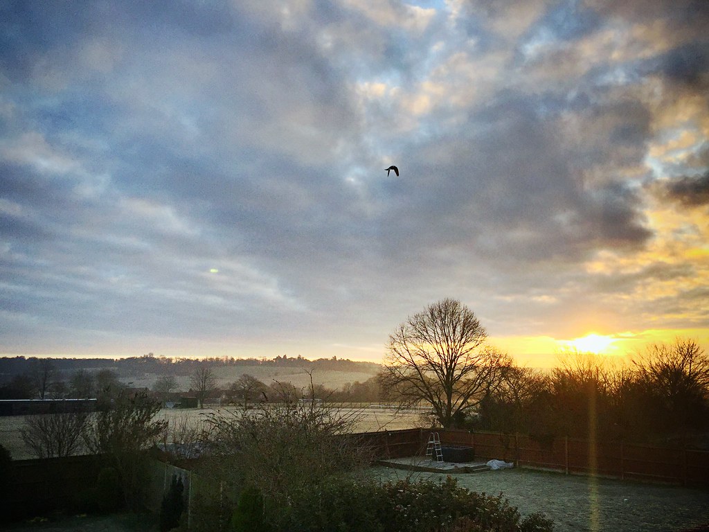 Frosty flight at sunrise 9315, Whitwell, Herts UK Flickr