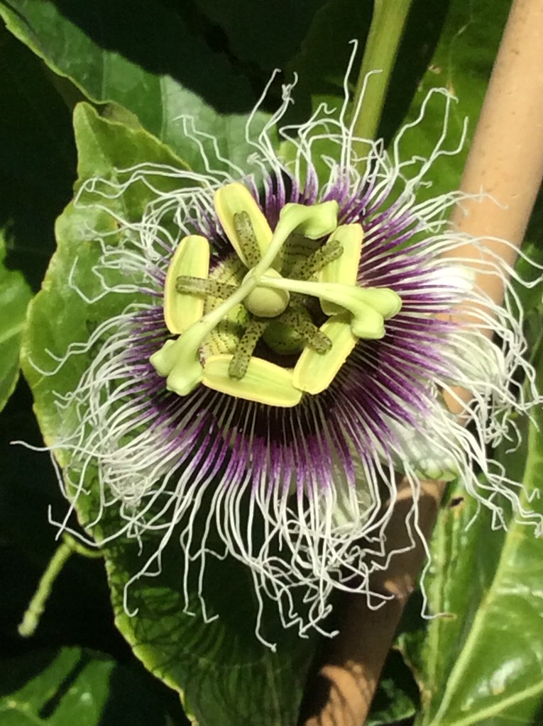 Passion Flower Even the history of this striking flower is… Flickr