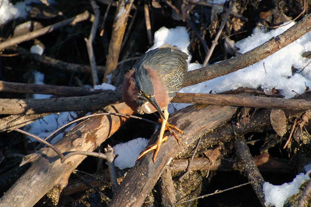 Green Heron, Minnesota, Anoka County Fridley, Springbrook… Flickr
